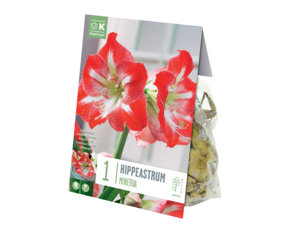 X1 Bulbo Hippeastrum Minerva (Amarillo) – Kapiteyn