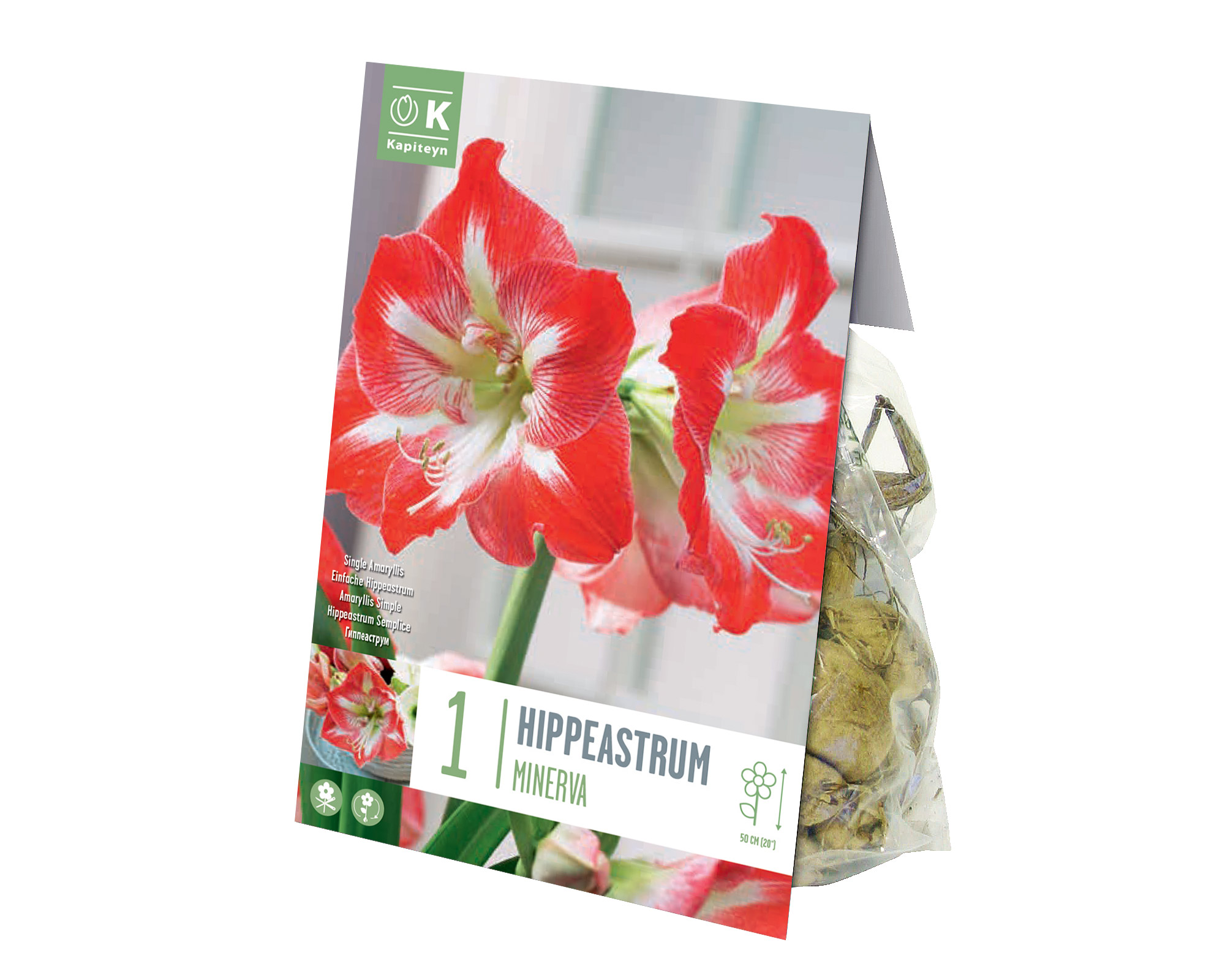 X1 Bulbo Hippeastrum Minerva (Amarillo) - Kapiteyn