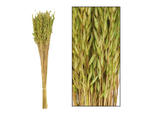 Mazzo Di Erba Alfonso Verde 24 Steli – Dijk