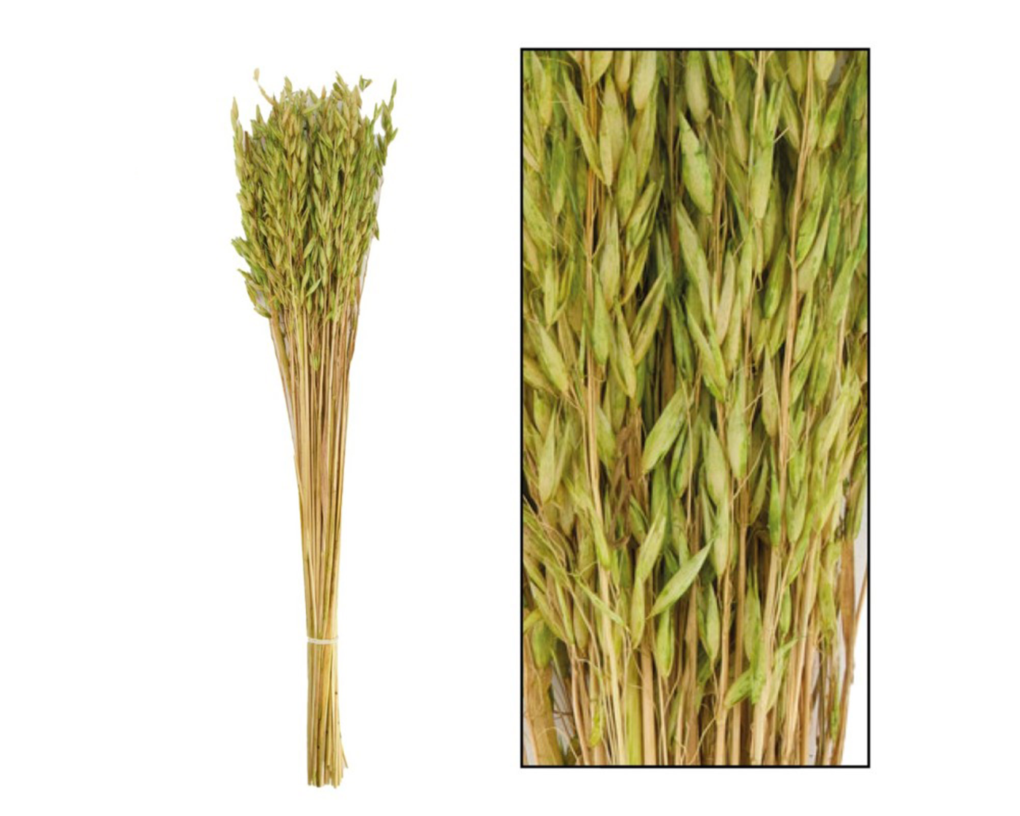 Mazzo Di Erba Alfonso Verde 24 Steli - Dijk