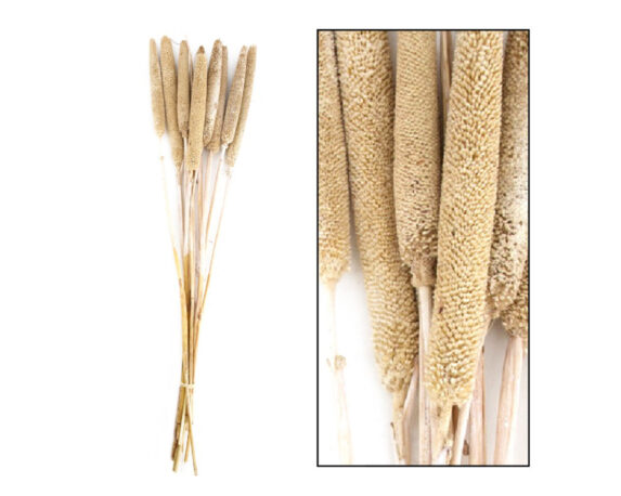 Mazzo Di Erba Alfonso Sbiancato 10 Steli – Dijk