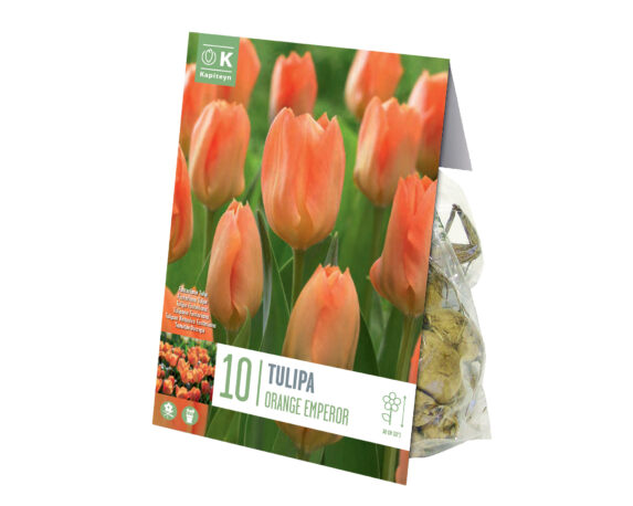 Bulbo Tulipa Orange Breeze (Tulipano) – Kapiteyn