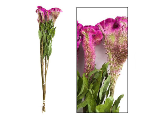 Mazzo Di Celosia Rosa Scuro 12 Steli – Dijk