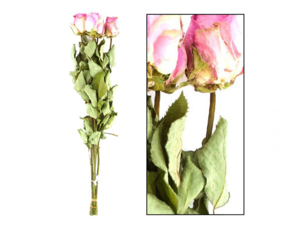 Mazzo Di Rose Salmone 5 Steli – Dijk