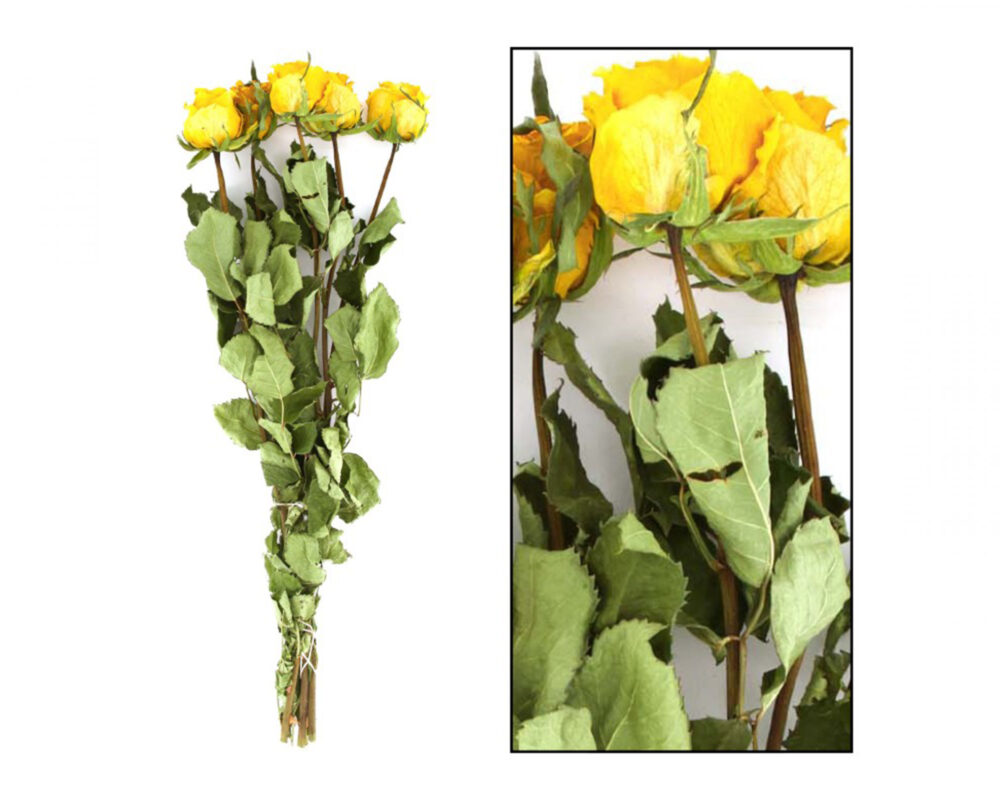 BUNCH ROSE A1 NATURE 5PC YELLOW 50655 083