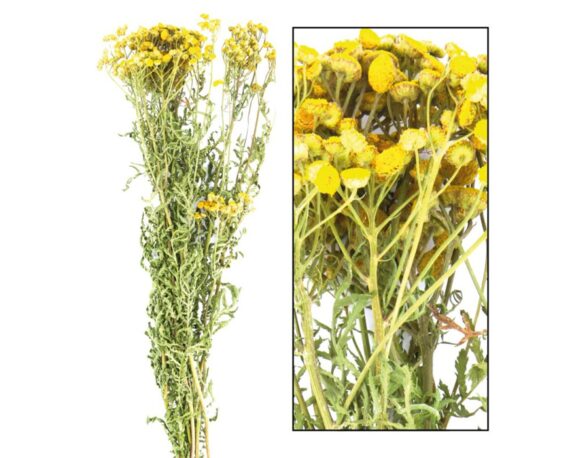 Mazzo Di Tanacetum Giallo 20 Steli – Dijk