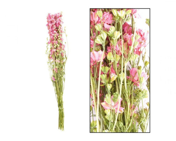 Mazzo Di Delfinio Rosa 24 Steli – Dijk