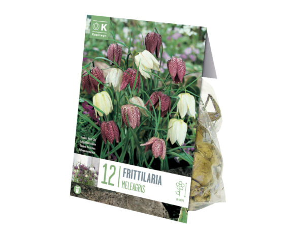 X12 Bulbo Fritillaria Mix Color (Fritillaria) – Kapiteyn