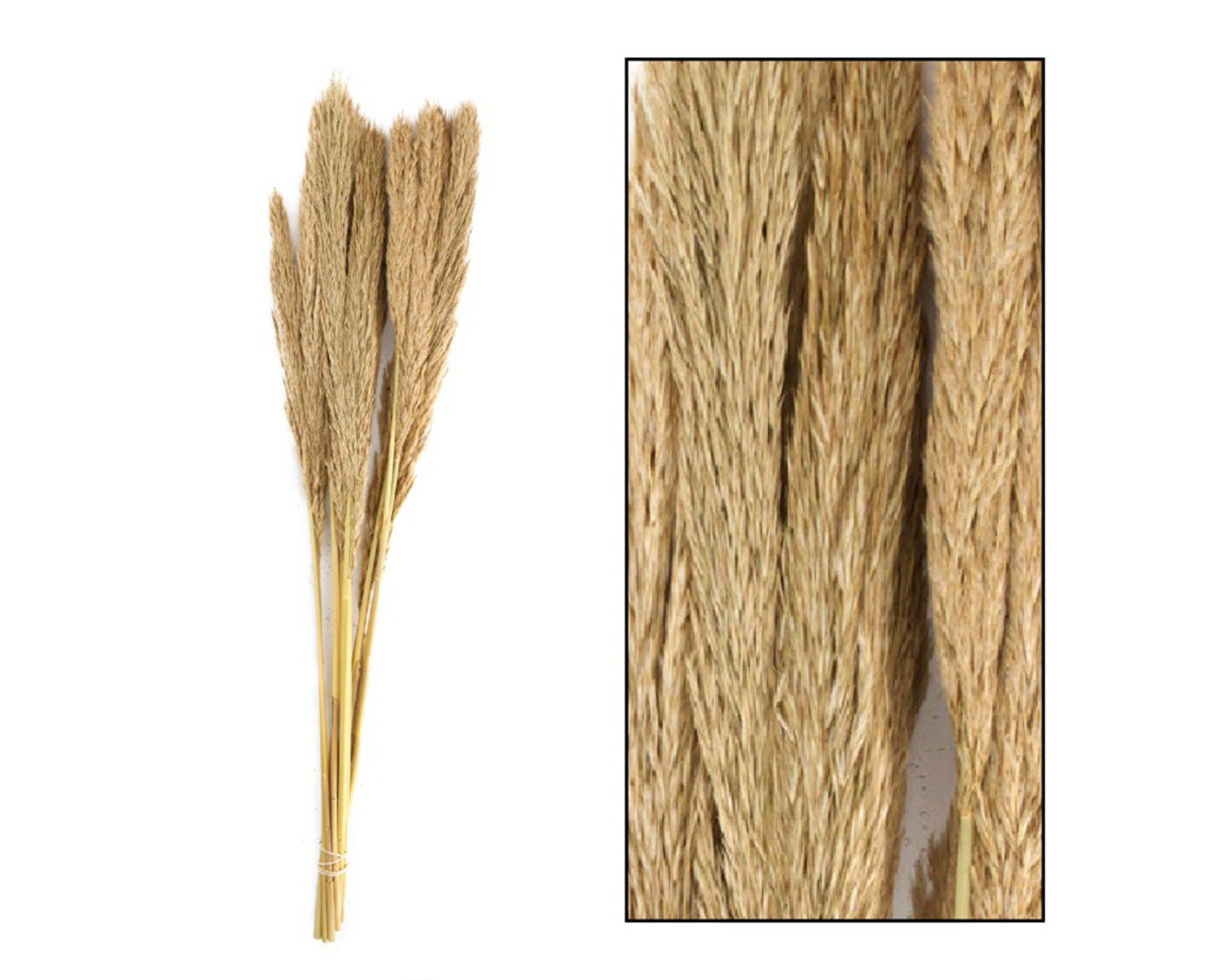 Mazzo Di Erba Pannacchio Lenn 10 Steli - Dijk