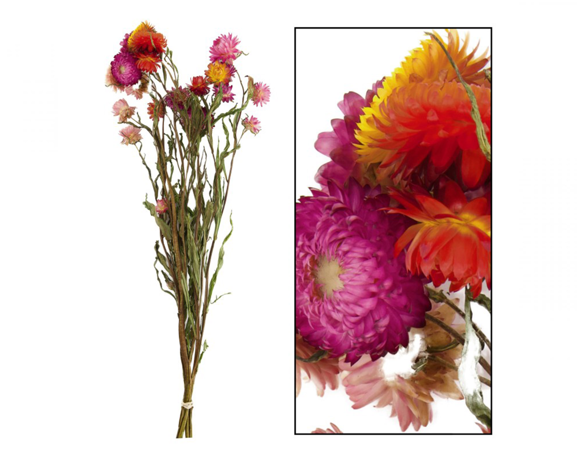 Mazzo Di Elicriso 20 Steli - Dijk