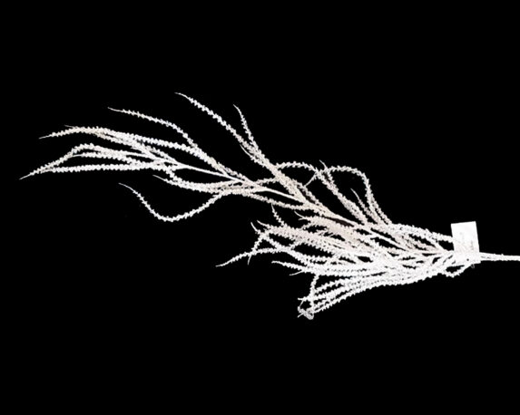 Ramo di Licopodio Bianco Con Glitter