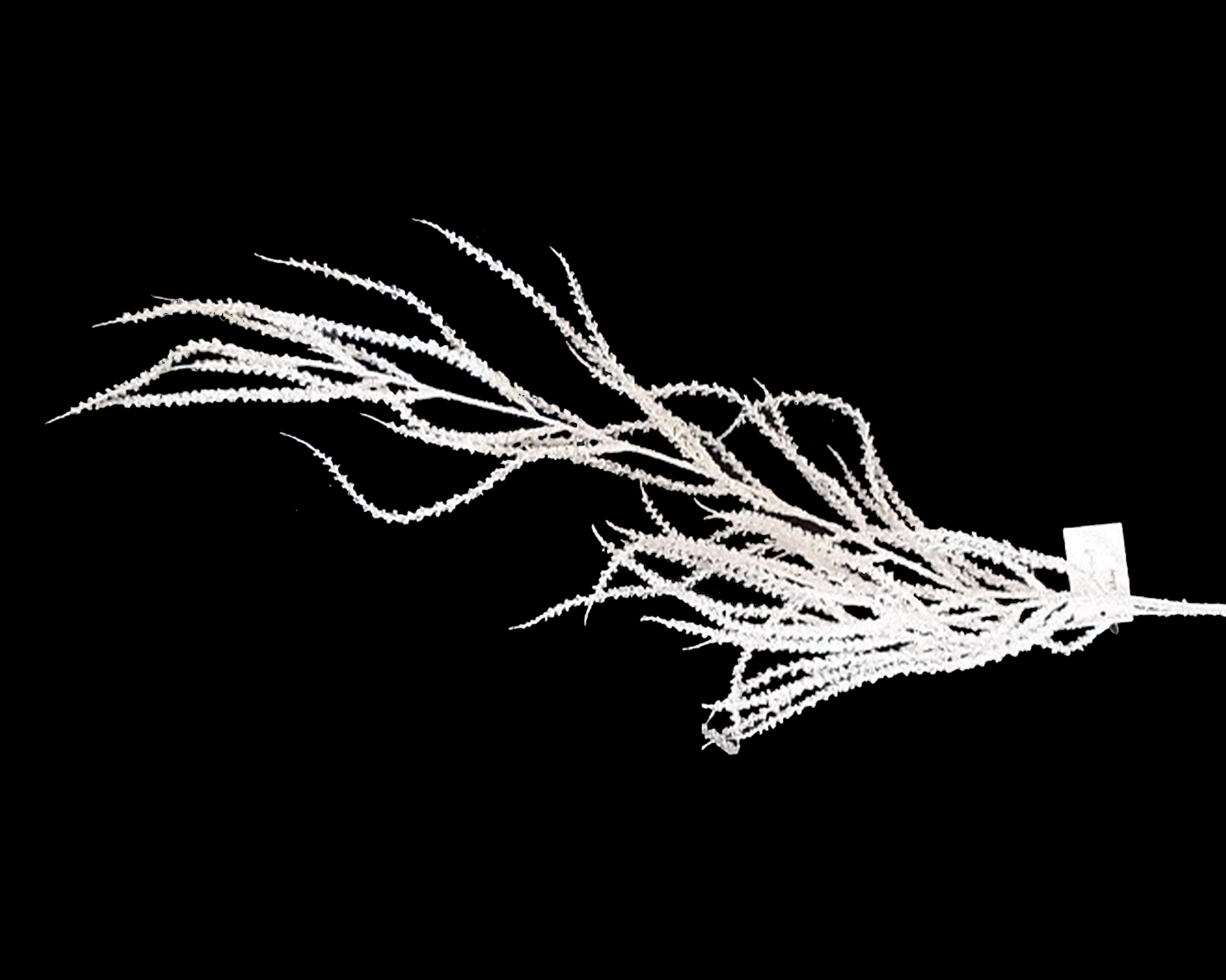 Ramo di Licopodio Bianco Con Glitter