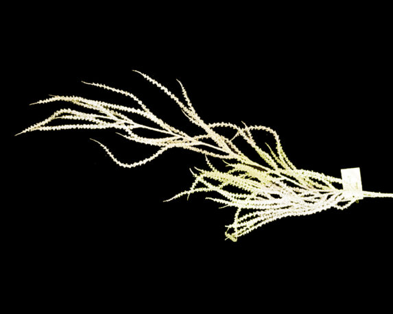 Ramo di Licopodio Dorato Con Glitter