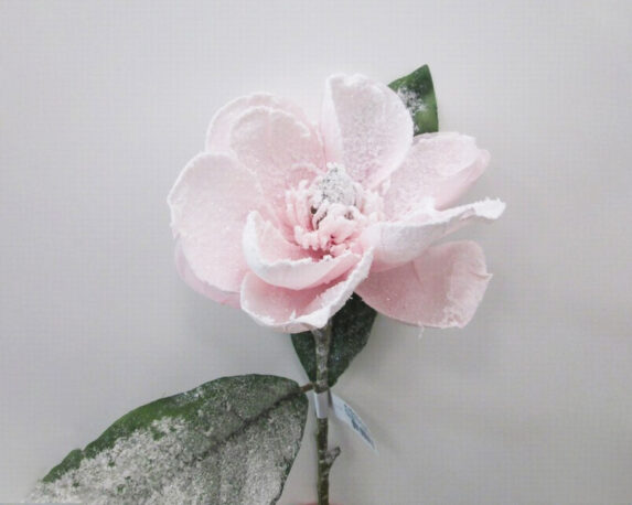 Fiori Di Magnolia Rosa Innevata