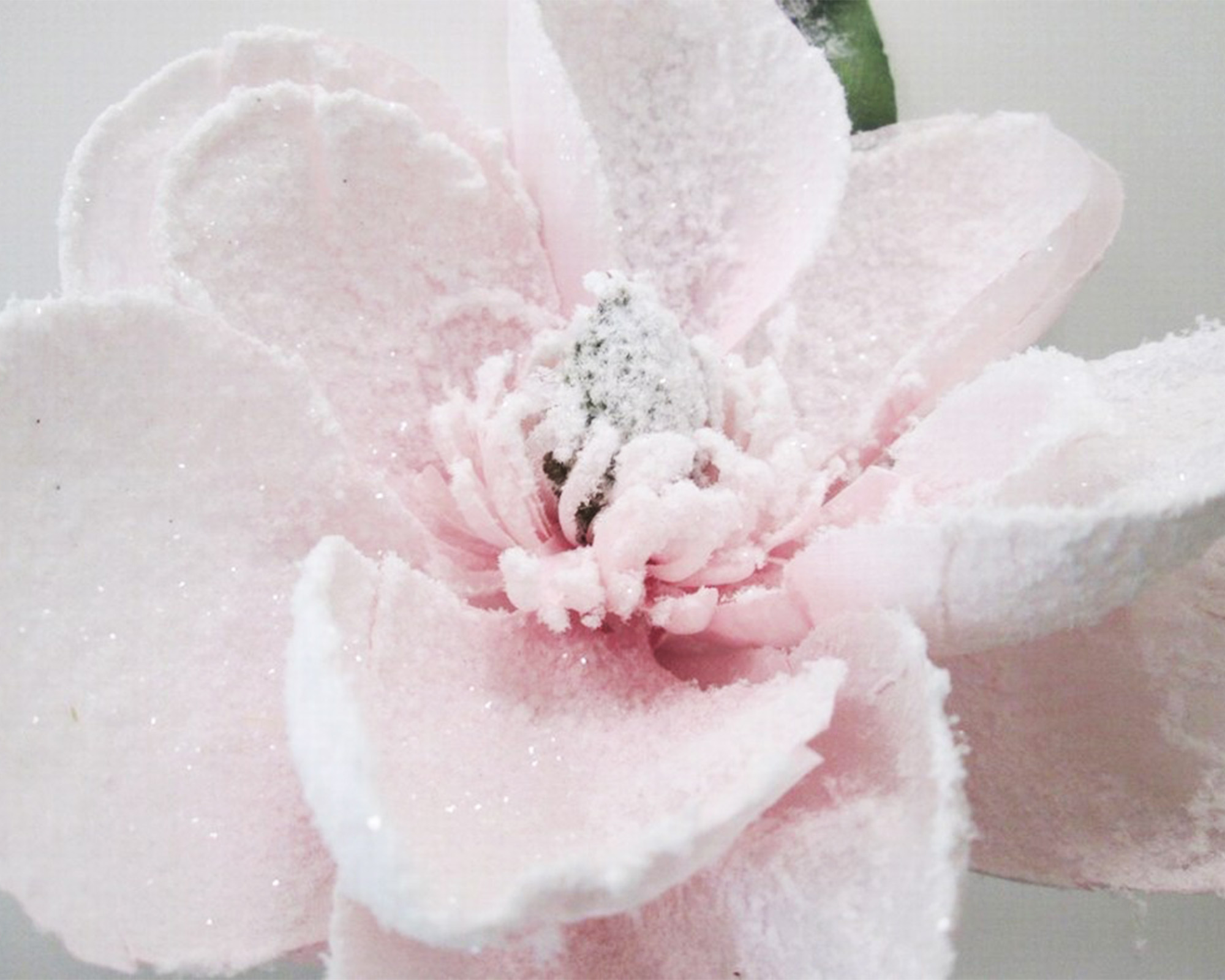 Fiori Di Magnolia Rosa Innevata - immagine 2