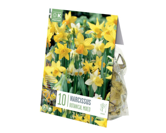 X10 Bulbo Narcissus Botanical Mix Color (Narciso) – Kapiteyn