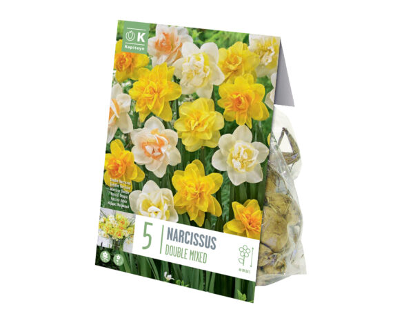 X5 Bulbo Narcissus Double Mix Color (Narciso) – Kapiteyn