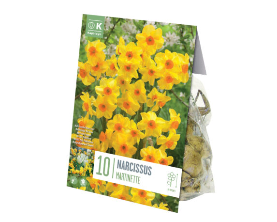 X10 Bulbo Narcissus Martinette (Narciso) – Kapiteyn