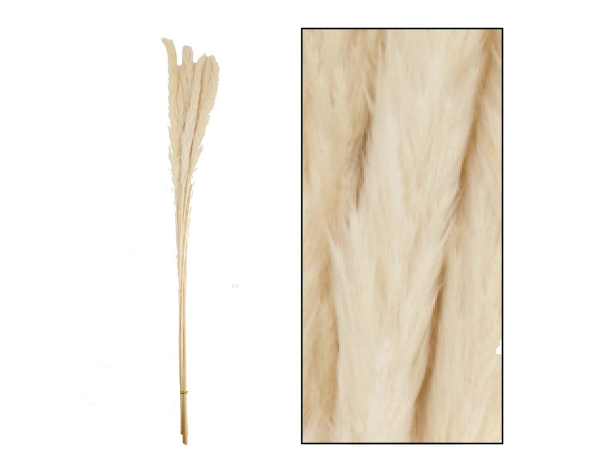 Mazzo Di Erba Della Pampa Jaxx Bleached 6 Steli - Dijk