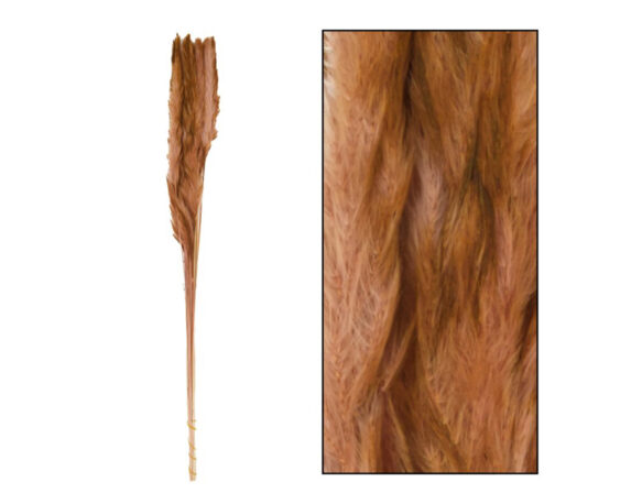 Erba Della Pampa Mace Caffé 6 Steli – Dijk