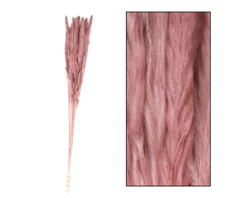 PAMPAS GRASS MACE NATURE 65 75CM 10PC OLD PINK 45101 007