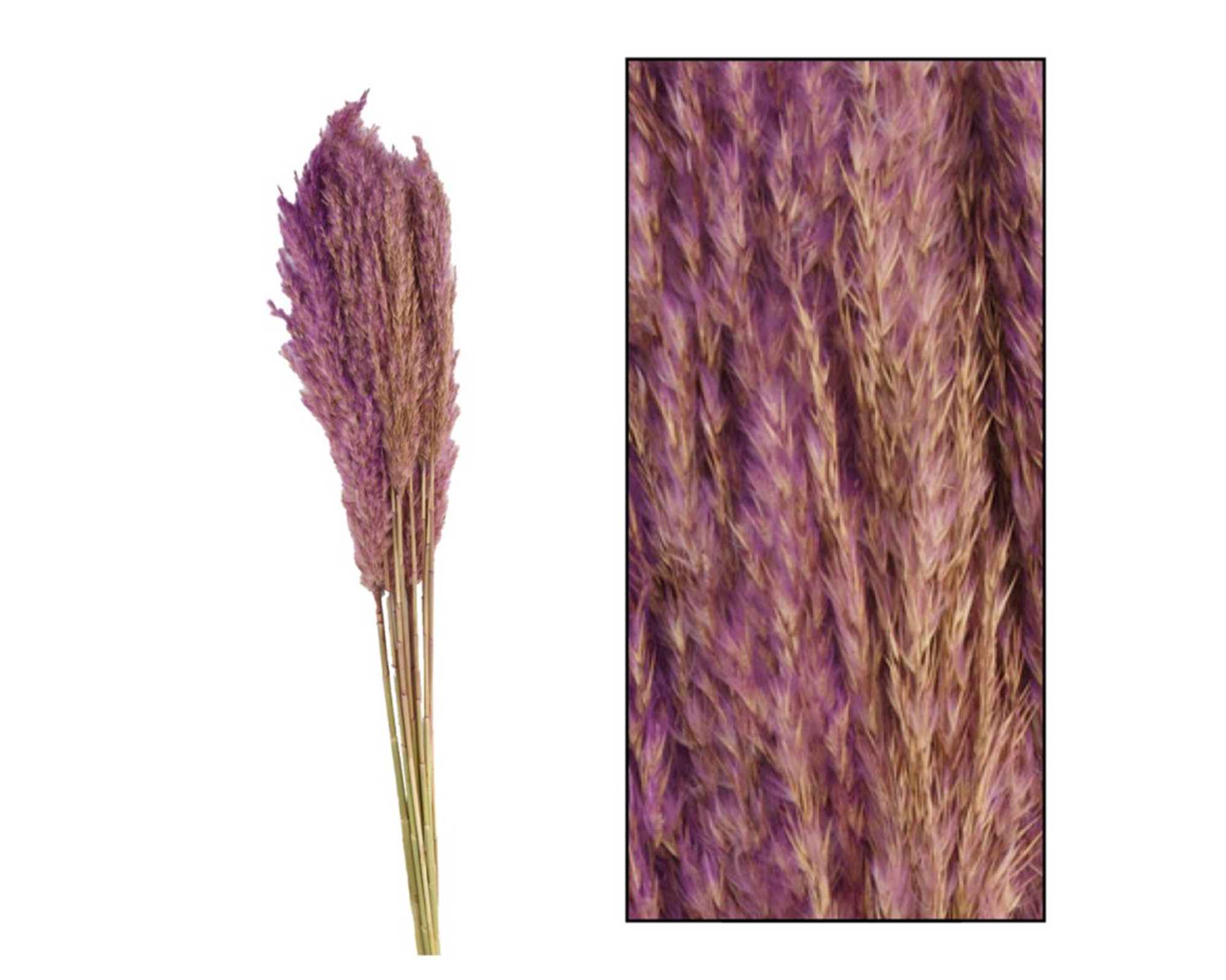 Canna Pennacchio Lunga Kyan Lilla 12 Steli - Dijk