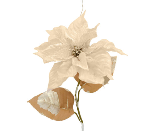 Fiori Di Poinsettia Shimmer Dorata E Champagne