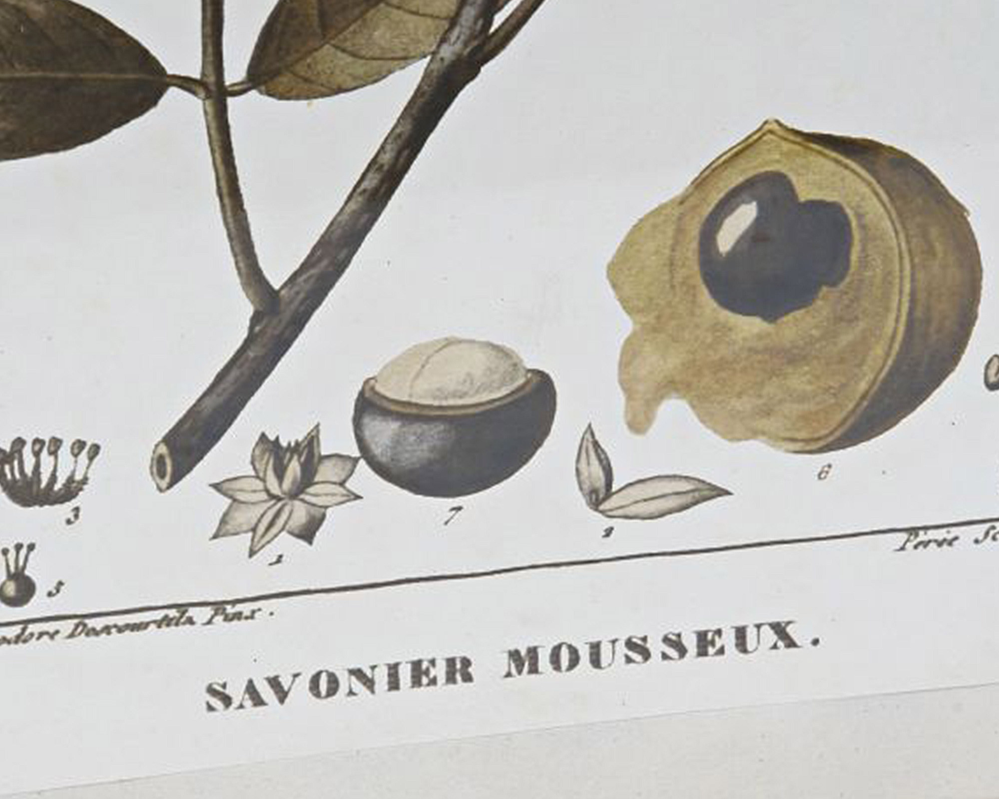 Quadro Di Botamica In MDF E Cristallo - Item - immagine 11