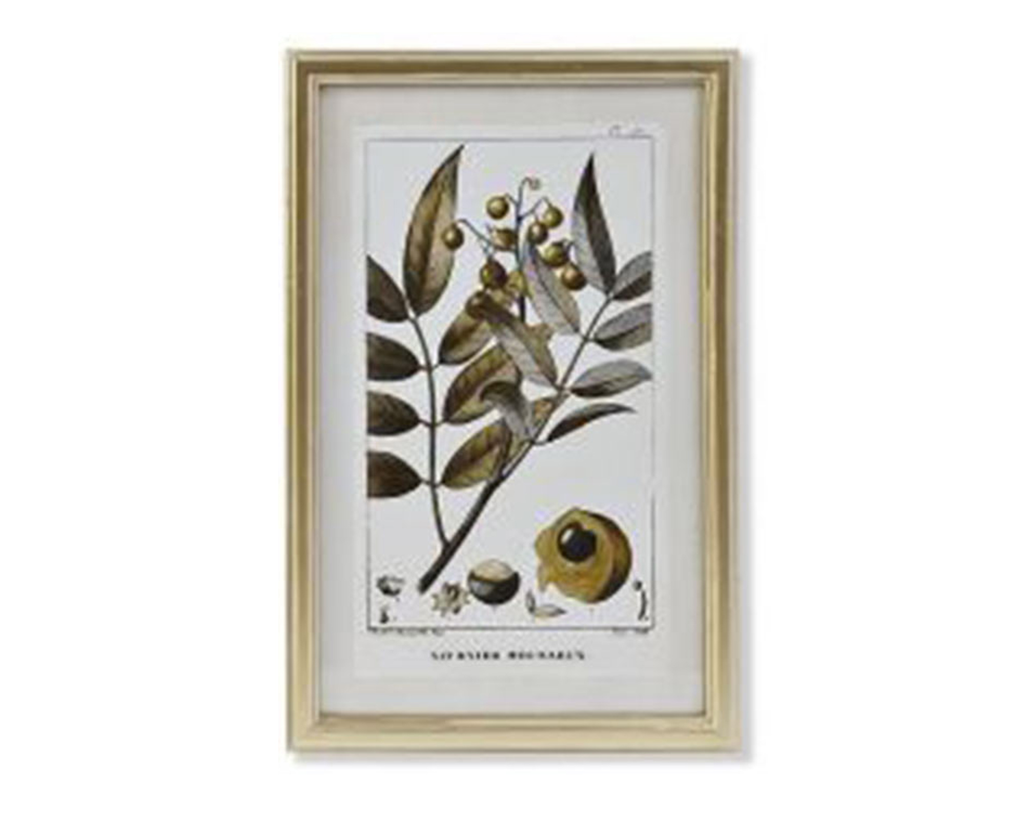 Quadro Di Botamica In MDF E Cristallo - Item - immagine 2