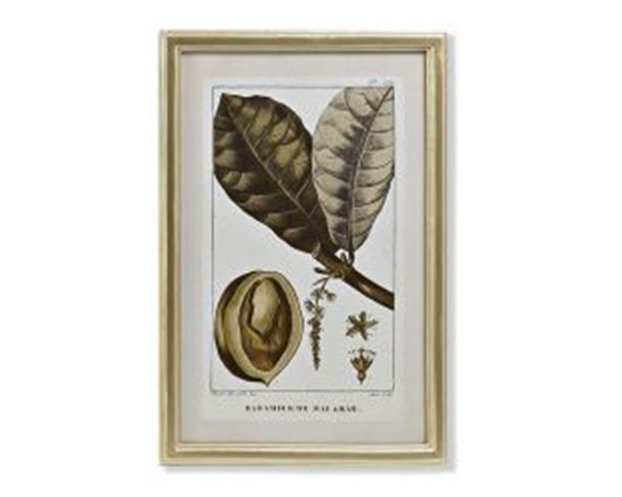 Quadro Di Botamica In MDF E Cristallo - Item - immagine 6
