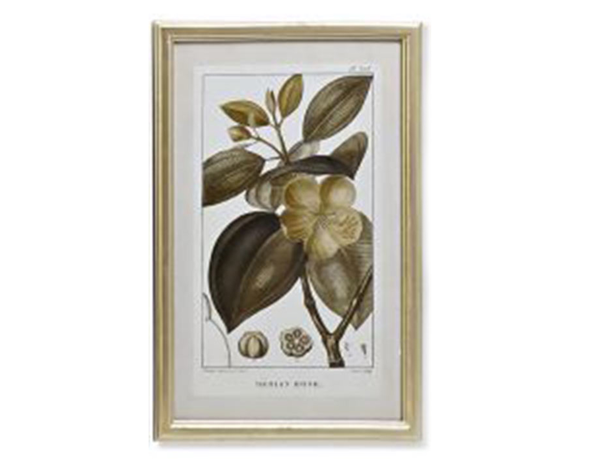 Quadro Di Botamica In MDF E Cristallo - Item - immagine 4