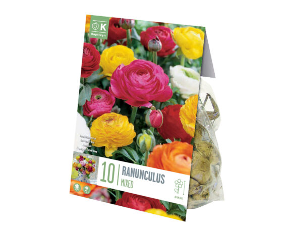 X10 Bulbo Ranunculus Mix Color (Ranuncolo) – Kapiteyn