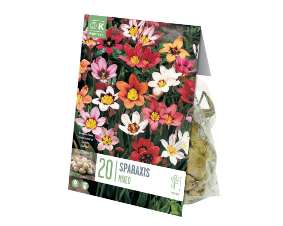 X20 Bulbo Sparaxis Mix Color (Sparaxis) – Kapiteyn