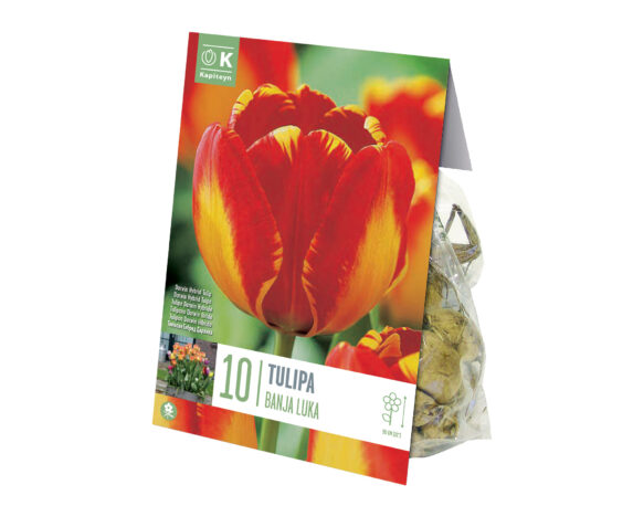 X10 Bulbo Tulipa Banja Luka (Tulipano) – Kapiteyn