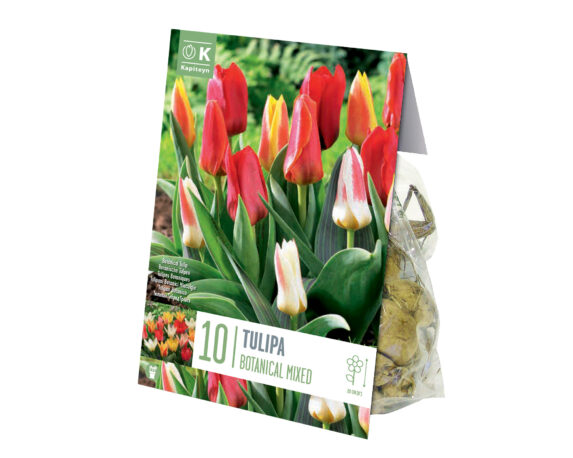 X10 Bulbo Tulipa Botanical Mix Color (Tulipano) – Kapiteyn