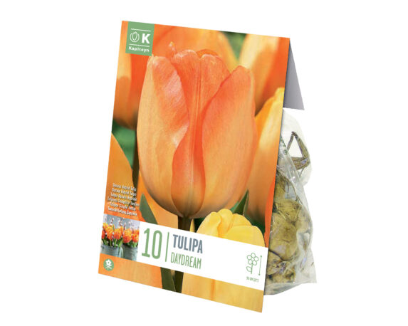 X10 Bulbo Tulipa Daydream (Tulipano) – Kapiteyn