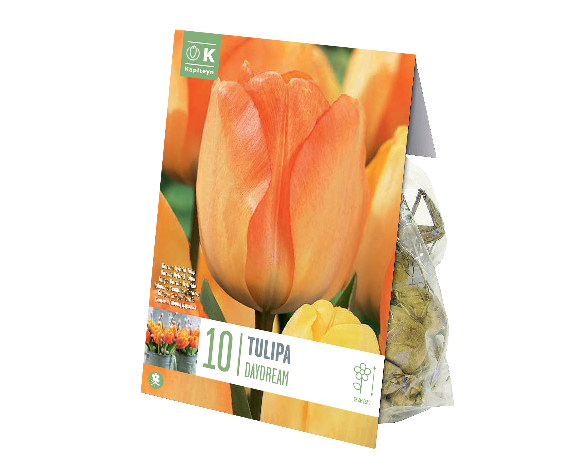 X10 Bulbo Tulipa Daydream (Tulipano) - Kapiteyn