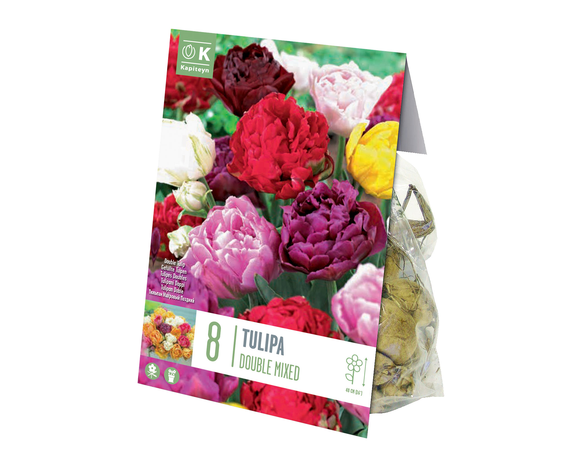 X8 Bulbo Tulipa Double Late Mix Color (Tulipano) - Kapiteyn