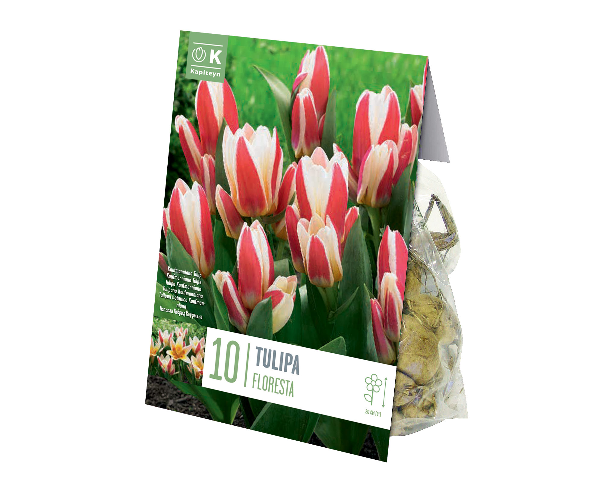 X10 Bulbo Tulipa Floresta (Tulipano) - Kapiteyn