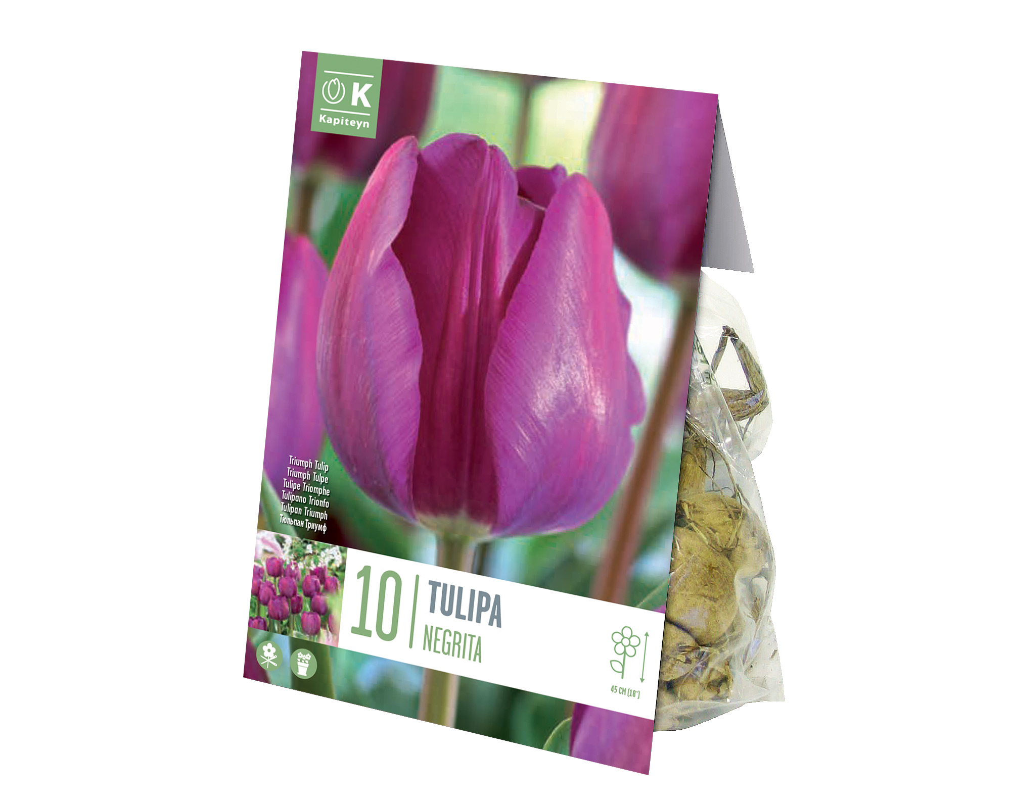X10 Bulbo Tulipa Negrita (Tulipano) - Kapiteyn