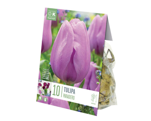 X10 Bulbo Tulipa Paradero (Tulipano) – Kapiteyn