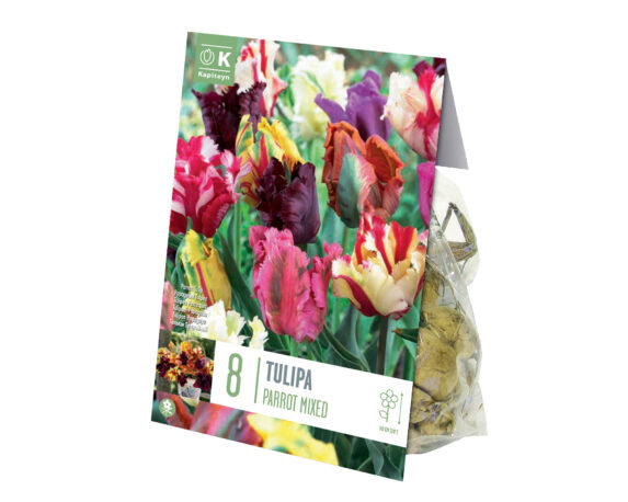 X8 Bulbo Tulipa Parrot Mix (Tulipano) – Kapiteyn