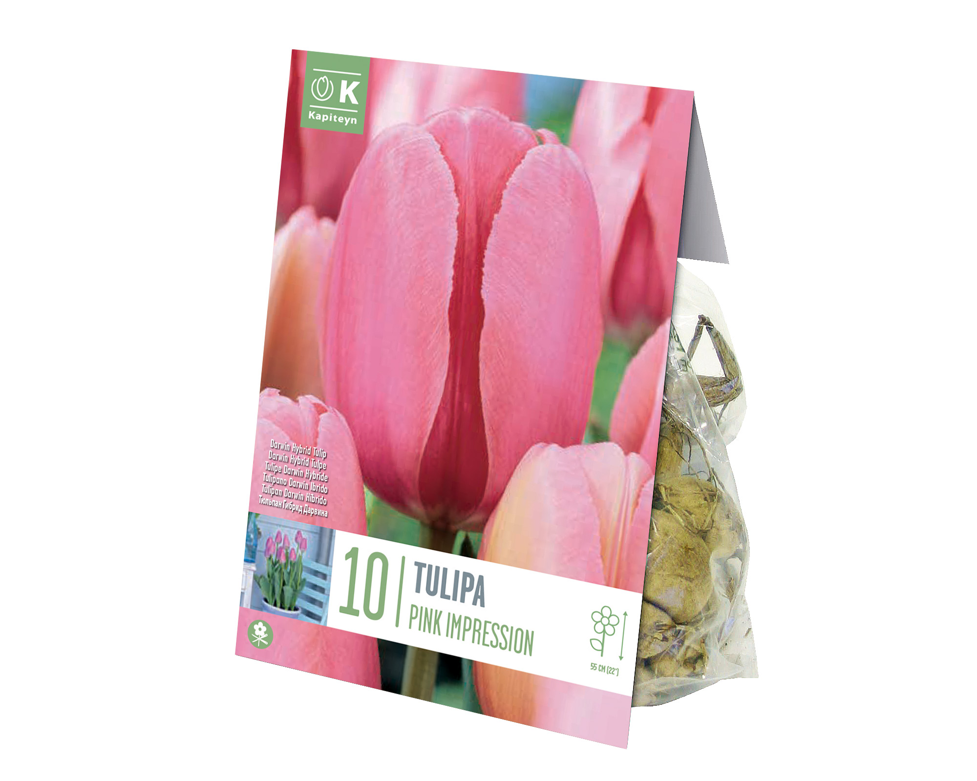 X10 Bulbo Tulipa Pink Impression (Tulipano) - Kapiteyn