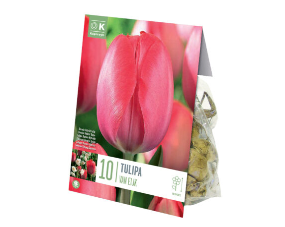 X10 Bulbo Tulipa Van Eijk (Tulipano) – Kapiteyn