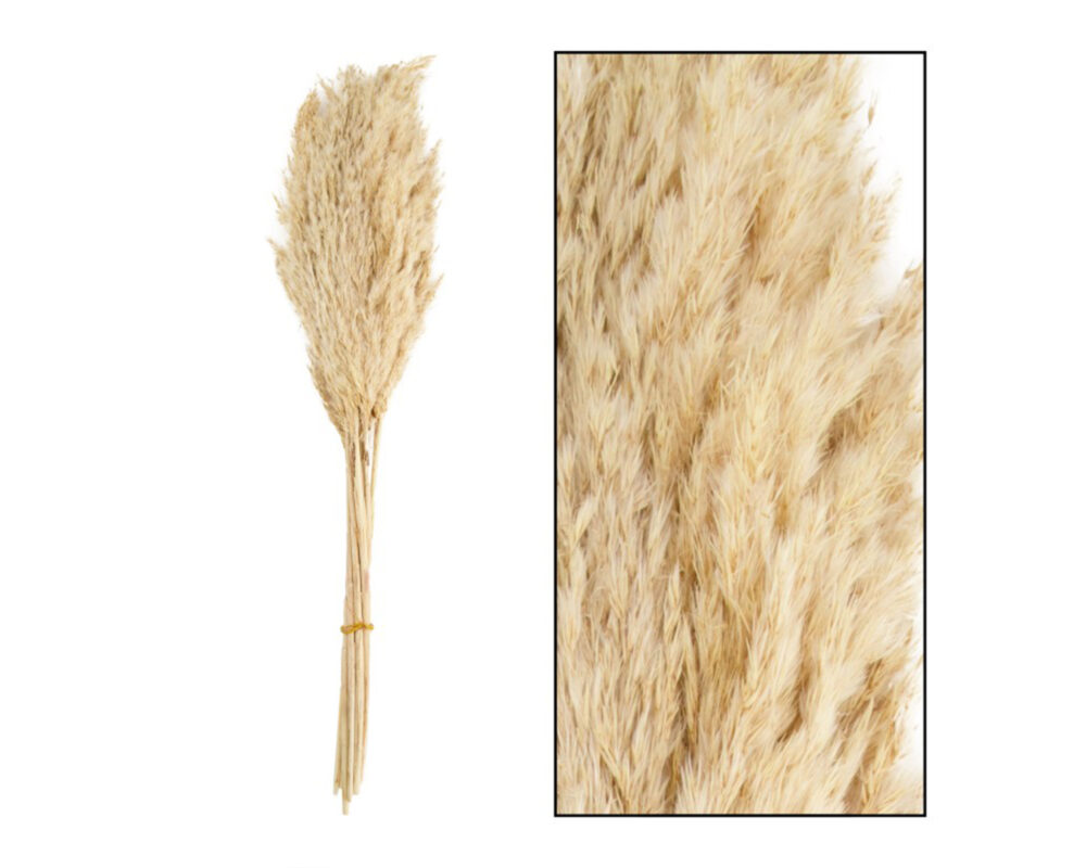 WILD REED PLUME VINZ NATURE 75CM 10PC BLEACHED 41068 057