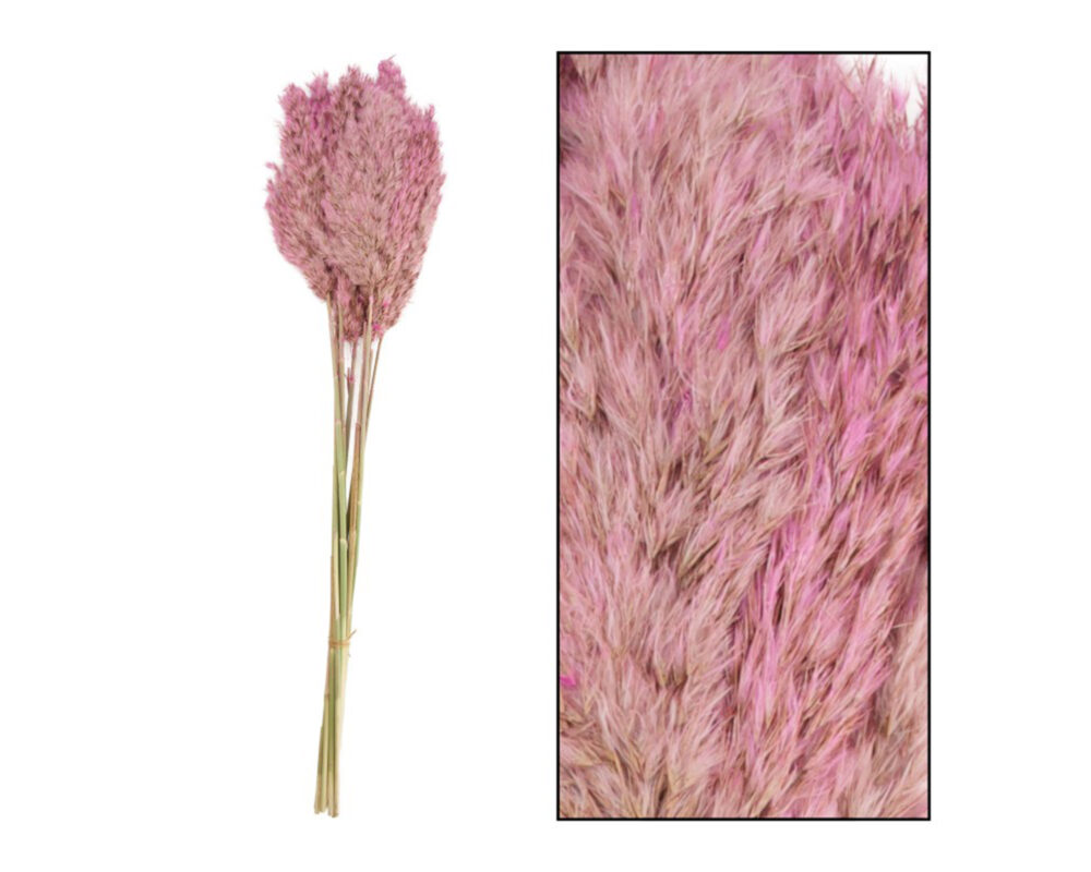 WILD REED PLUME VINZ NATURE 75CM 10PC PINK 41068 046