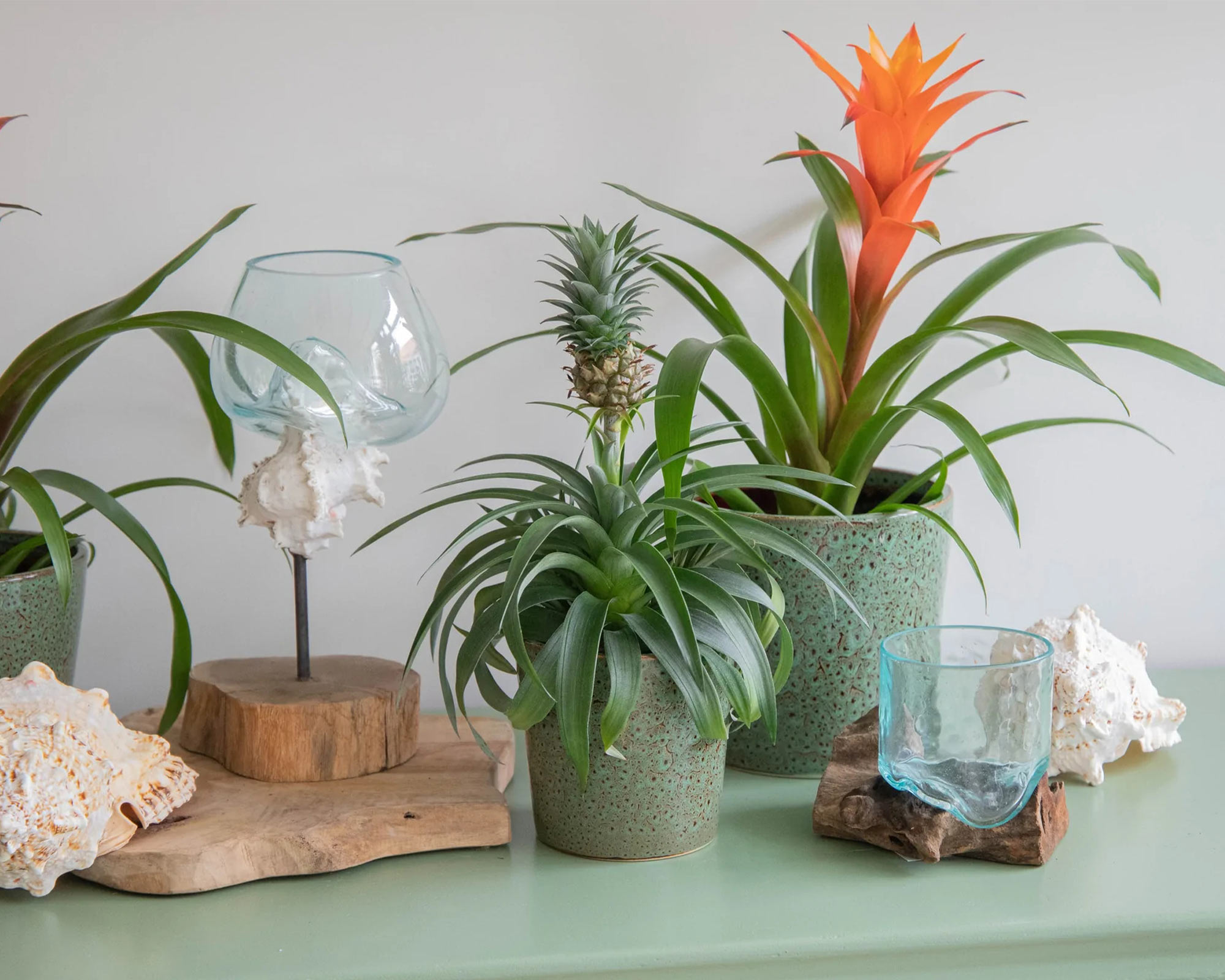 Radice Naturale Di Legno Con Ciotola - Mega Collections - immagine 3