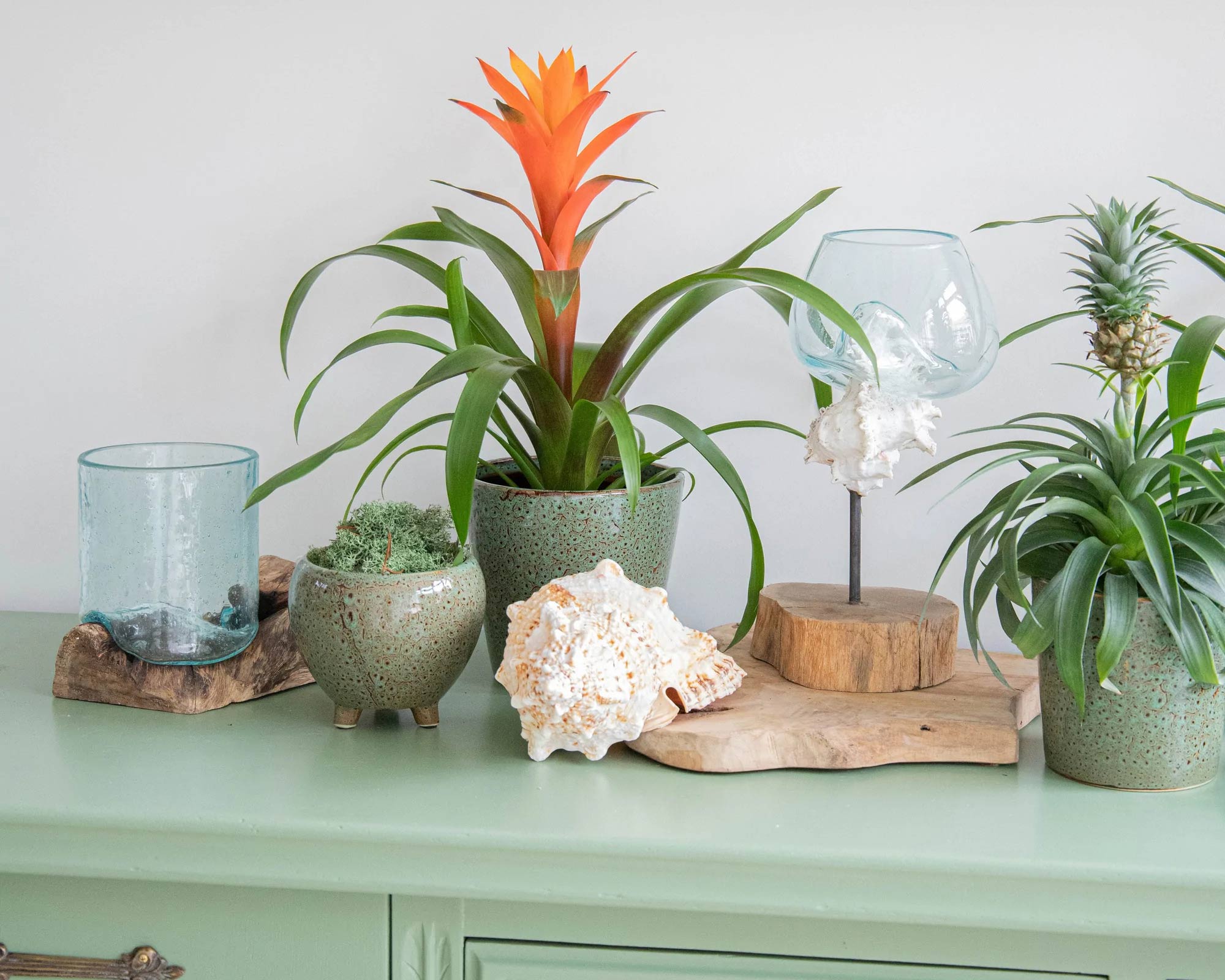 Radice Naturale Di Legno Con Ciotola - Mega Collections - immagine 3