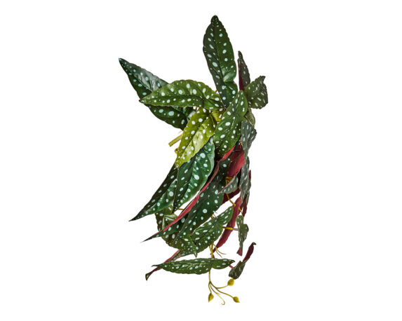 Begonia Maculata Cadente Stelo Artificiale