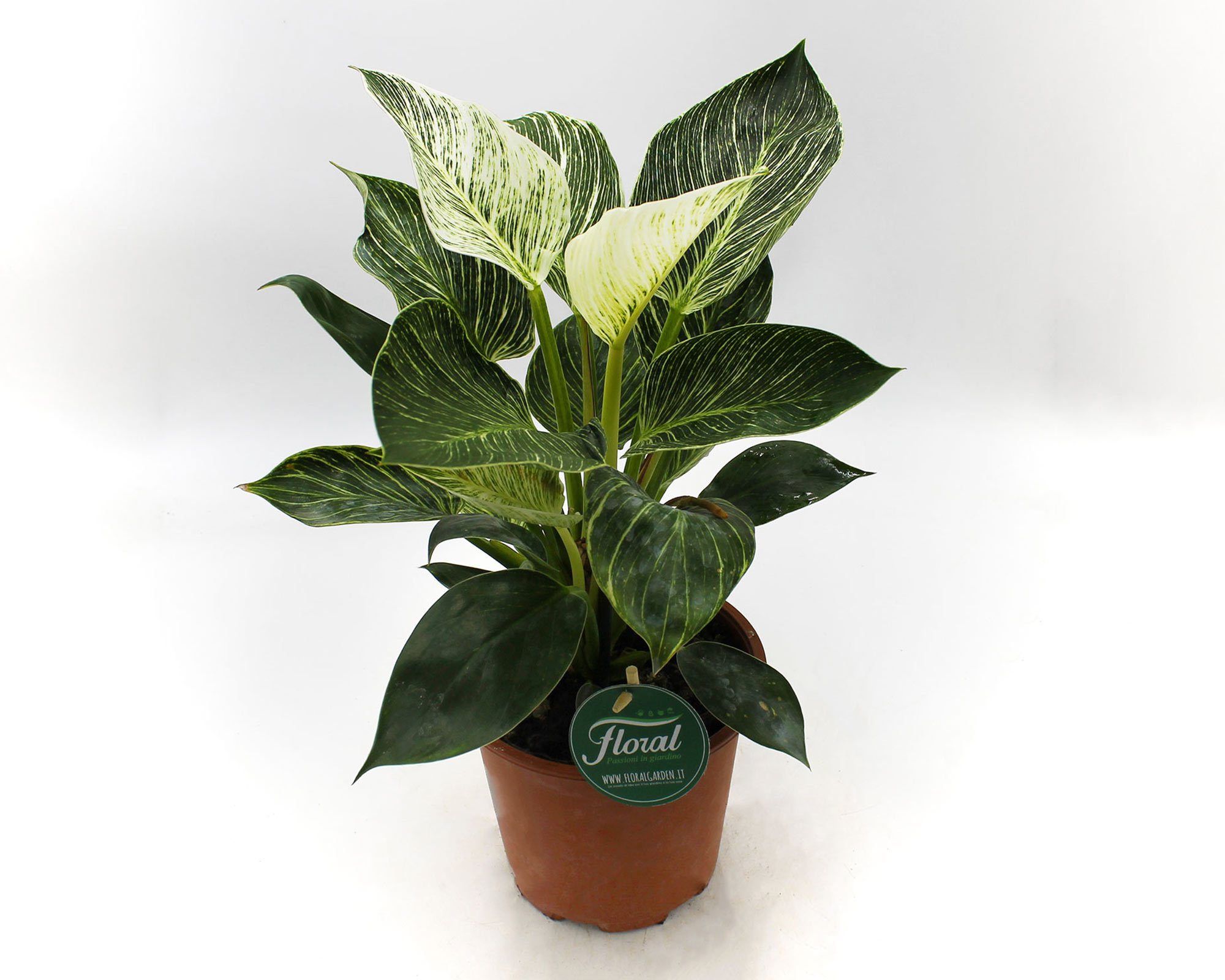 Philodendron birkin white